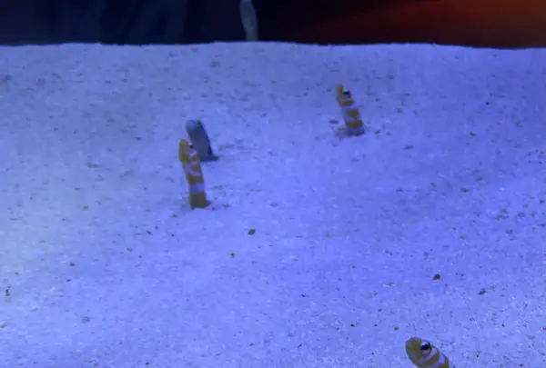 マリンワールド海の中道の写真・動画_image_1935426