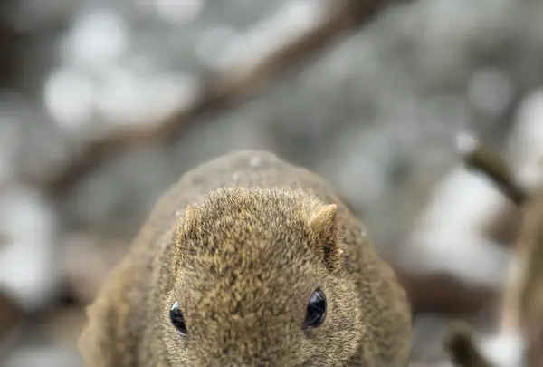 金華山リス村の写真・動画_image_1956020