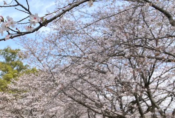 特別史跡 水城跡の写真・動画_image_1982411