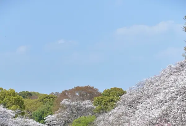 国営昭和記念公園の写真・動画_image_1982855