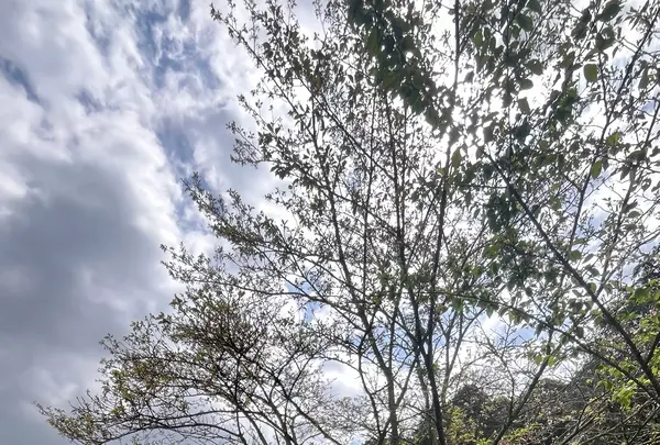 松平東照宮の写真・動画_image_1985927