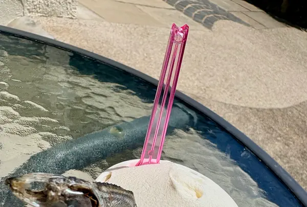 Scio’scio’ショーショーの写真・動画_image_1986547