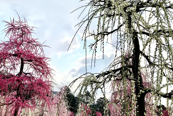 三室戸寺の写真・動画_image_1988917