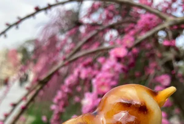 三室戸寺の写真・動画_image_1988918