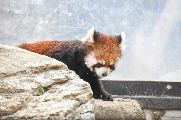 よこはま動物園ズーラシアの写真・動画_image_1989207