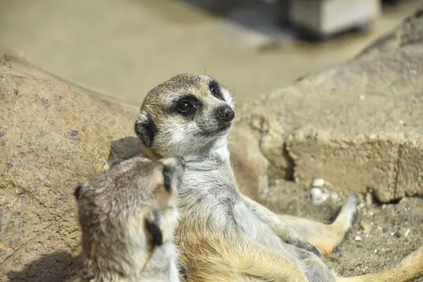よこはま動物園ズーラシアの写真・動画_image_1989208