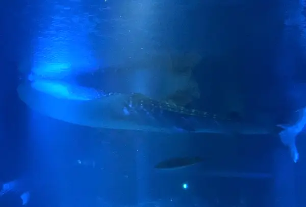 海遊館の写真・動画_image_1989796