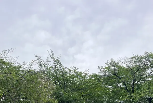 平野神社の写真・動画_image_1990057