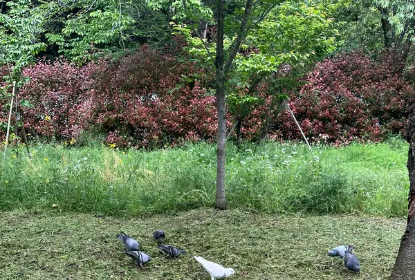 平野神社の写真・動画_image_1990058
