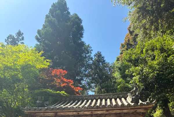 松尾寺の写真・動画_image_1999219