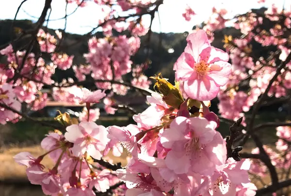 河津川の写真・動画_image_219021