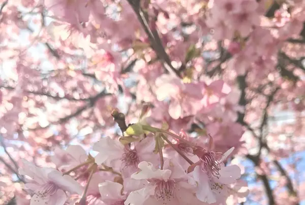 河津川の写真・動画_image_219022