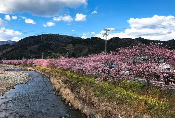 河津川の写真・動画_image_219023