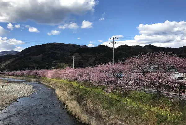 河津川の写真・動画_image_220429