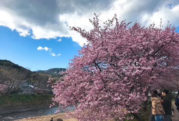河津川の写真・動画_image_220430