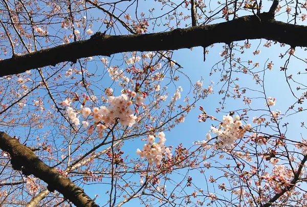 目黒川の写真・動画_image_225567
