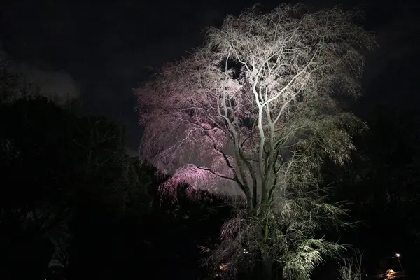 六義園の写真・動画_image_225622