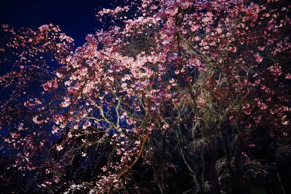 六義園の写真・動画_image_225625