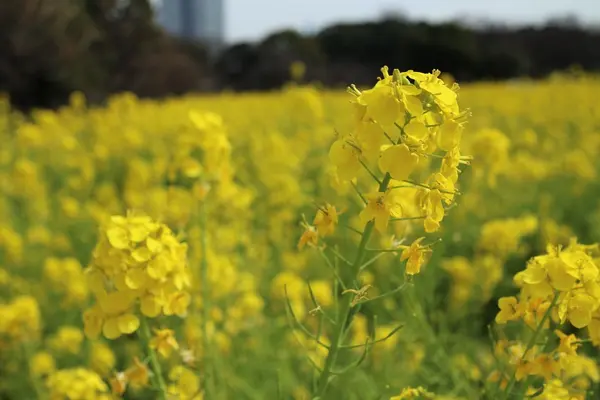 浜離宮恩賜庭園の写真・動画_image_225628