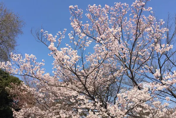 新宿御苑の写真・動画_image_225635