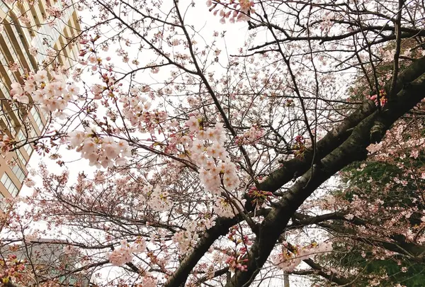 目黒川の写真・動画_image_225804