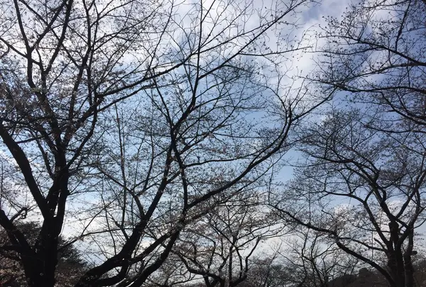 代々木公園の写真・動画_image_225825