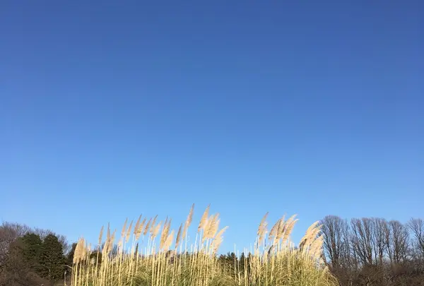 神代植物公園の写真・動画_image_225963