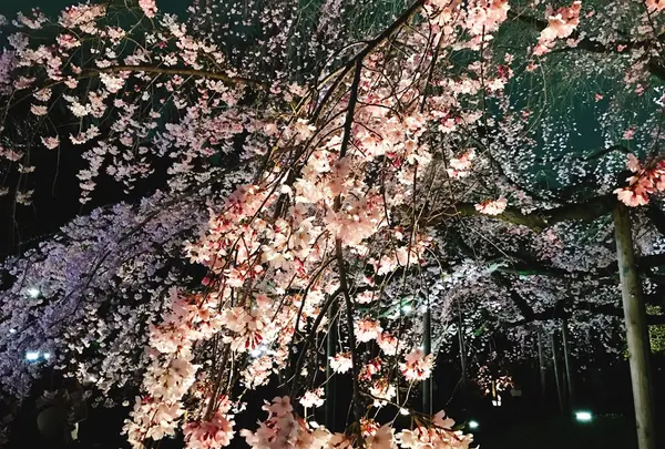 六義園の写真・動画_image_226270