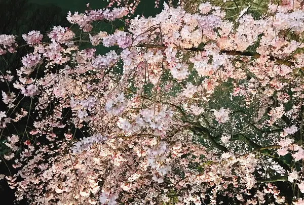 六義園の写真・動画_image_226271