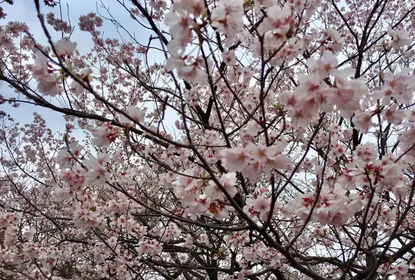 新宿御苑の写真・動画_image_226329
