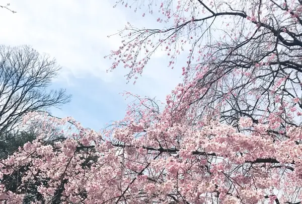 六義園の写真・動画_image_226403