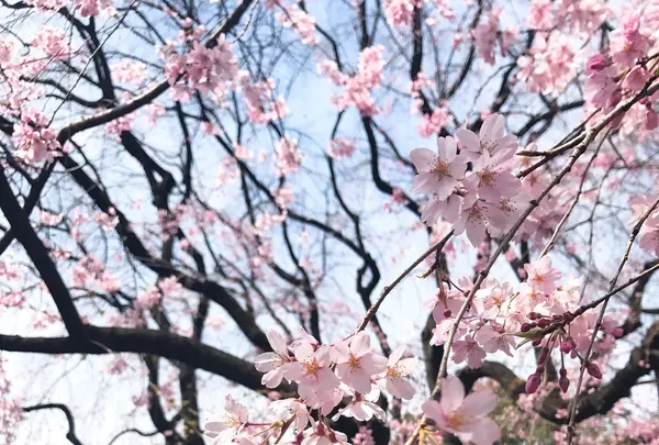 六義園の写真・動画_image_226405