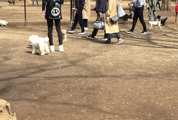 代々木公園の写真・動画_image_226464