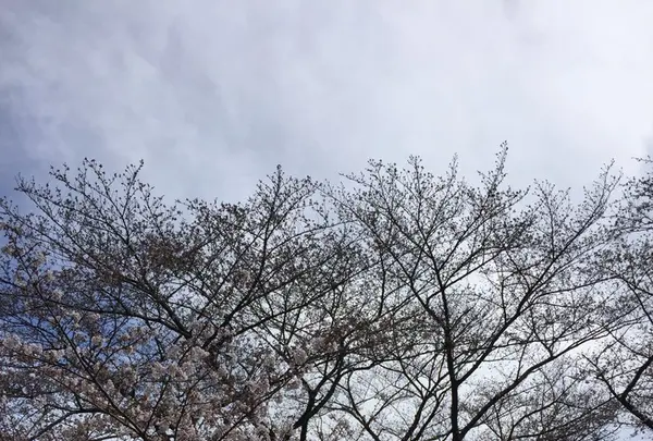 代々木公園の写真・動画_image_226465