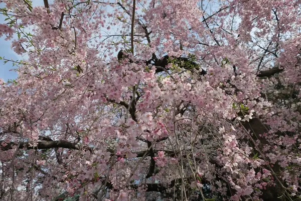増上寺の写真・動画_image_226482