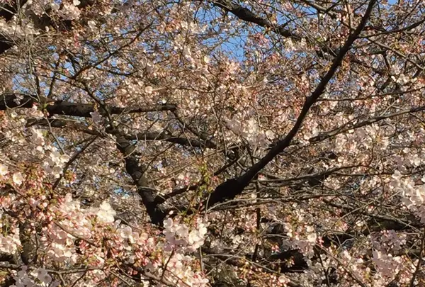 目黒川の写真・動画_image_226491