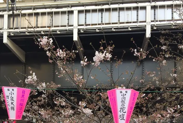 目黒川の写真・動画_image_226492