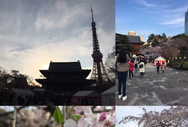 増上寺の写真・動画_image_226506