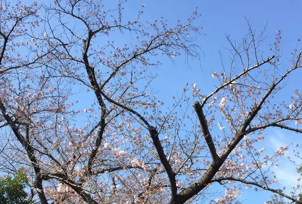 世田谷公園の写真・動画_image_226546