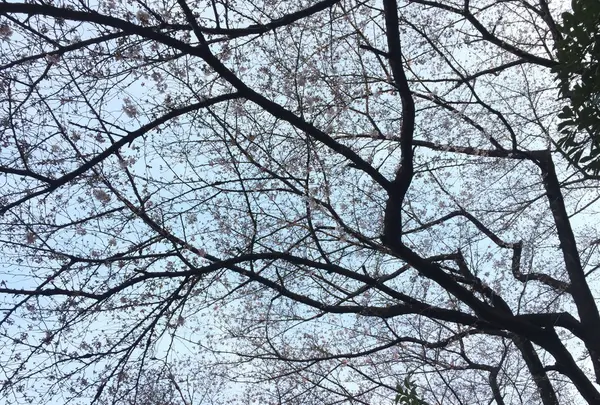 世田谷公園の写真・動画_image_226547