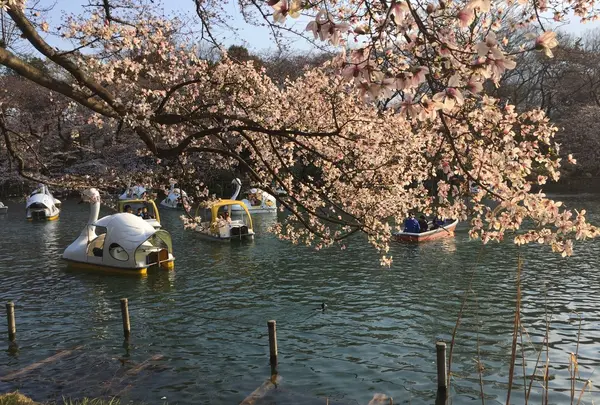 井の頭恩賜公園の写真・動画_image_226705