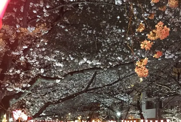 目黒川の桜並木の写真・動画_image_226716