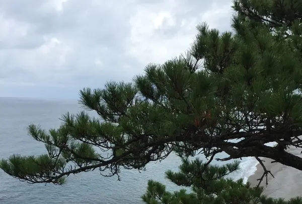 桂浜の写真・動画_image_226720