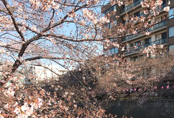 目黒川の写真・動画_image_226810