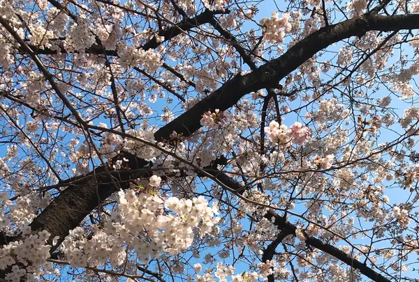 目黒川の写真・動画_image_226811