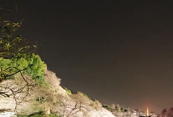 千鳥ヶ淵の写真・動画_image_226819