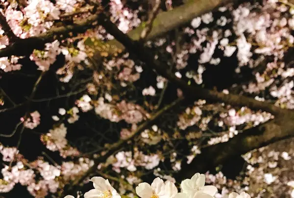 千鳥ヶ淵の写真・動画_image_226820