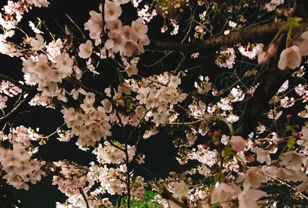 千鳥ヶ淵の写真・動画_image_226821