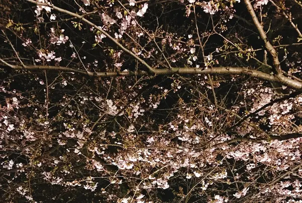 千鳥ヶ淵の写真・動画_image_226822