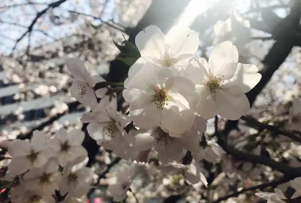 目黒川の写真・動画_image_226876
